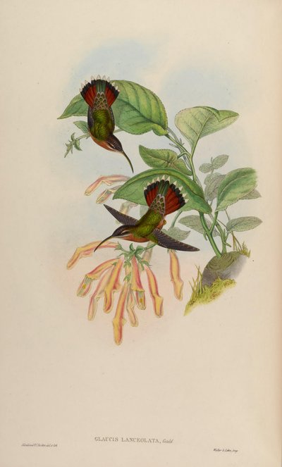 Glaucis lanceolata - John Gould